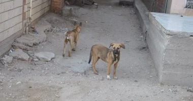 نائب بـ زراعة النواب: تصدير الكلاب يجب خضوعه لضوابط صارمة