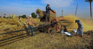 الزراعة تكثف متابعتها للمحاصيل الاستراتيجية ببنى سويف لدعم المزارعين