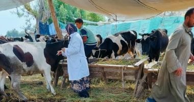 بيطرى المنيا: تحصين 238 ألفًا و410 رؤوس ماشية ضد الحمى القلاعية