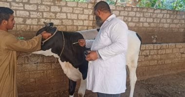 الزراعة: تلقيح اصطناعى لـ60 ألف رأس ماشية وفحص وعلاج 40 ألف حالة تناسلية فى ديسمبر