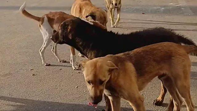 "الرفق بالحيوان": التخلص الرحيم من الكلاب الضالة في "حالات الضرورة" فقط