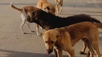 البيطريين: خطة عاجلة للتعامل مع الكلاب الضالة