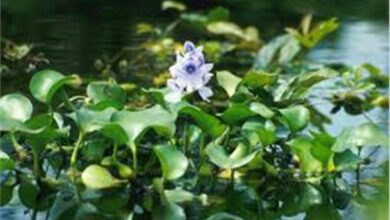 برلماني يحذر: ورد النيل أخطر نبات غازي يستنزف مياه النيل ويهدد مستقبل الزراعة‎