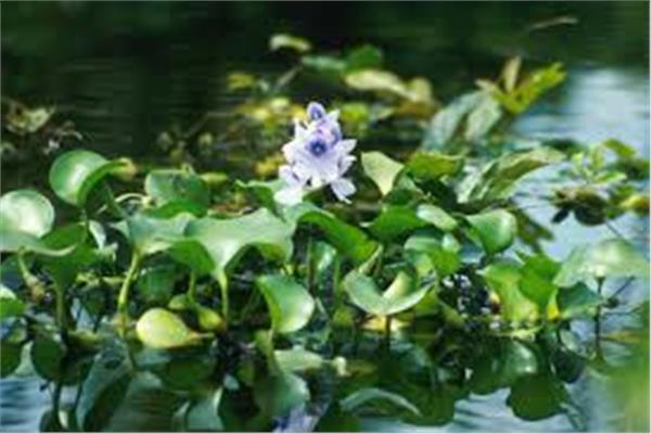 برلماني يحذر: ورد النيل أخطر نبات غازي يستنزف مياه النيل ويهدد مستقبل الزراعة‎