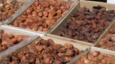 الحكومة: شائعة التمور الإسرائيلية حملة ممنهجة على الصادرات الزراعية