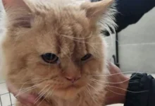 الطب البيطري بالإسماعيلية تكثف القوافل المجانية بقرية أم عزام وتعالج 1301 حالة