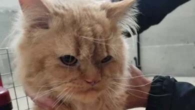 الطب البيطري بالإسماعيلية تكثف القوافل المجانية بقرية أم عزام وتعالج 1301 حالة