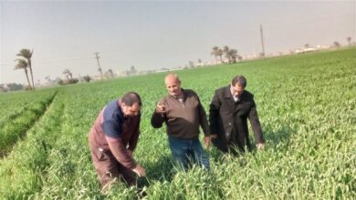 زراعة الفيوم تنفذ يوم حقل إرشادي لمحصول القمح بمركز الفيوم