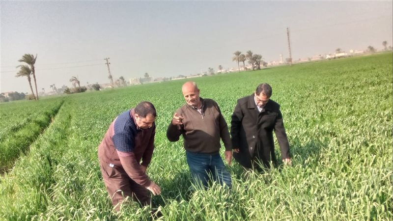 زراعة الفيوم تنفذ يوم حقل إرشادي لمحصول القمح بمركز الفيوم