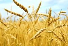 وزارة الزراعة الأمريكية ترفع تقديرات إنتاج القمح العالمي وسط وفرة في محاصيل روسيا والأرجنتين