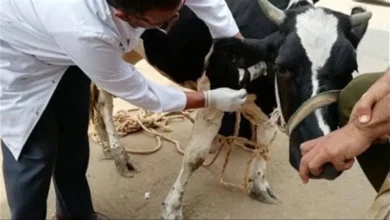 قافلة بيطرية علاجية مجانية بقرى سوهاج بالتعاون مع الاتحاد الأوروبي