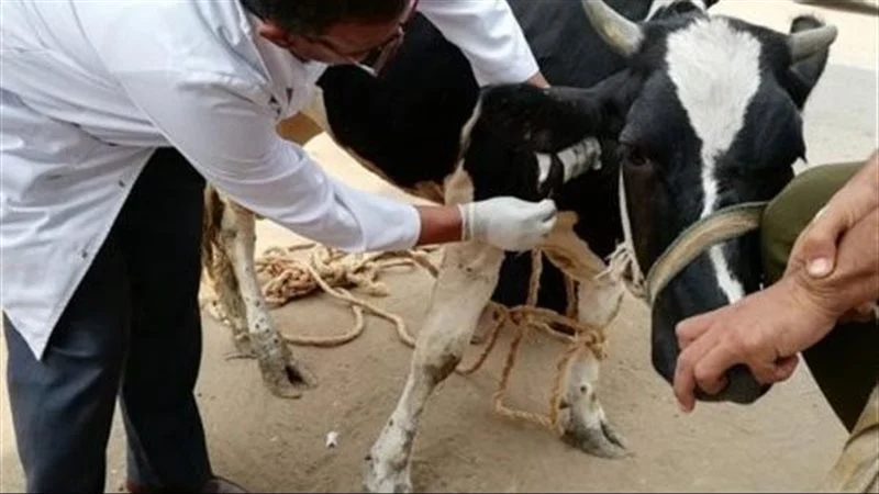 قافلة بيطرية علاجية مجانية بقرى سوهاج بالتعاون مع الاتحاد الأوروبي