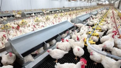 اتحاد المنتجين: انخفاض أسعار الدواجن 15% الأسبوع المقبل