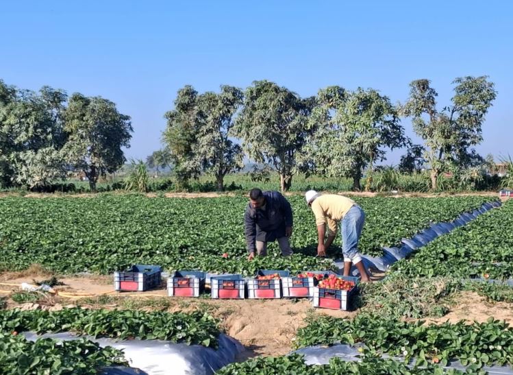 الذهب الأحمر يكسو الحقول.. انطلاق موسم حصاد الفراولة في مزارع الإسماعيلية