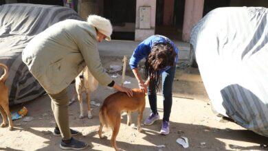 وزير الزراعة: انتقلنا من إدارة الأزمات إلى الحلول الجذرية في ملف كلاب الشوارع