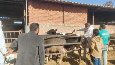 الخدمات البيطرية بالإسماعيلية تسحب عينات لفحص البروسيلا بمزرعة كلية الزراعة