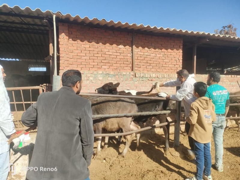 الخدمات البيطرية بالإسماعيلية تسحب عينات لفحص البروسيلا بمزرعة كلية الزراعة