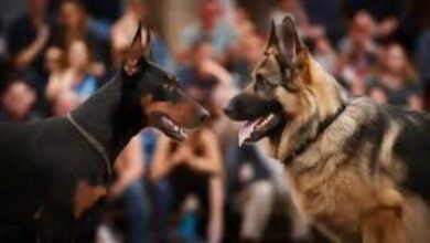 "الزراعة" تنسق مع "الفلاحين" لإنشاء مراكز إيواء للكلاب والتوسع في برامج التحصين والتعقيم