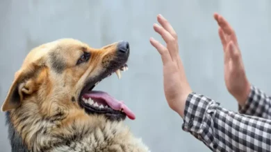 تفسير حلم عض الكلاب في اليد اليمنى