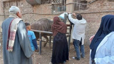 الغربية.. قافلة لعلاج 248 حيوانا وماشية و1150طائرا وصرف التحصينات