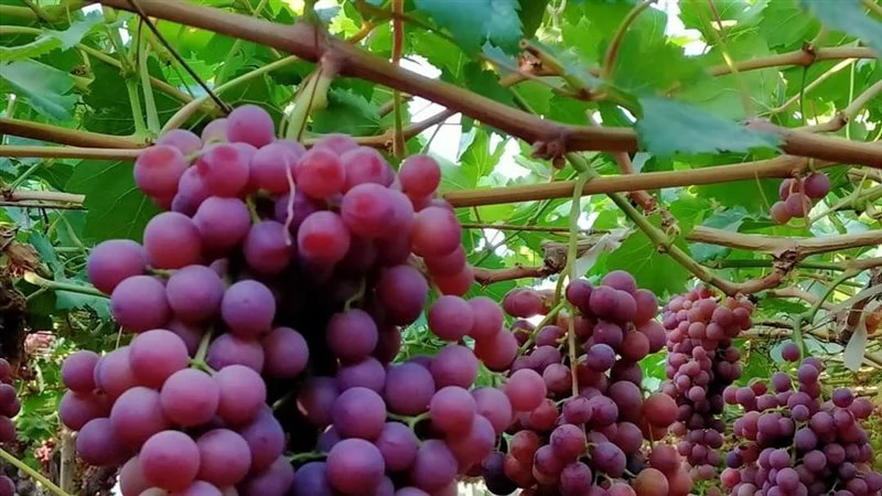 "الزراعة" تصدر نشرة بالتوصيات الفنية لمزارعي محصول العنب