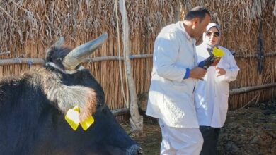 بيطري البحيرة: تحصين 33 ألف رأس ماشية ضد مرض الحمى القلاعية