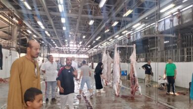 "بيطري الجيزة": ذبح أكثر من 4 آلاف رأس ماشية و366 ألف طائر داخل المجازر