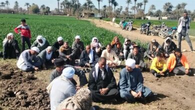 زراعة الفيوم تنظم مدرسة حقلية للتوعية بزراعة القمح على مصاطب