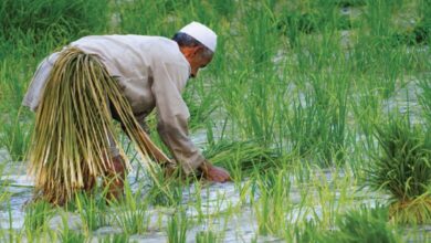 الأمطار تنعش الخطة الزراعية في العراق وتوفر الرية الثانية للمحاصيل الحقلية