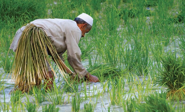الأمطار تنعش الخطة الزراعية في العراق وتوفر الرية الثانية للمحاصيل الحقلية
