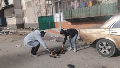 الخدمات البيطرية بشمال سيناء تنفذ حملة تحصين وتعقيم لكلاب الشوارع بالفواخرية