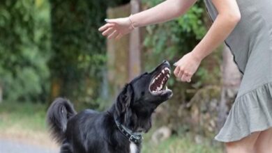 تفسير حلم عض الكلاب في اليد اليمنى