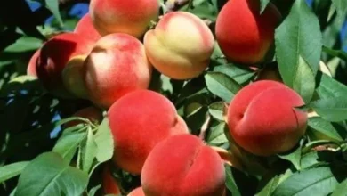 نشرة بالتوصيات الفنية لمزارعي محصول الخوخ خلال شهر فبراير