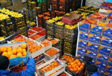 الصادرات الزراعية