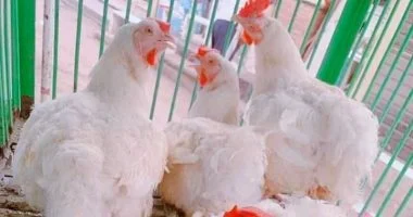 وزيرا الزراعة والتموين: استيراد دواجن مجمدة وطرحها بالمنافذ قبل شهر رمضان