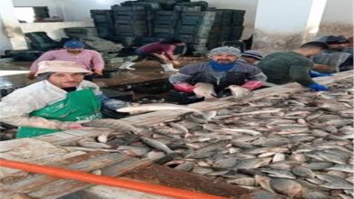 الإنتاج بمزرعة الزاوية بكفر الشيخ