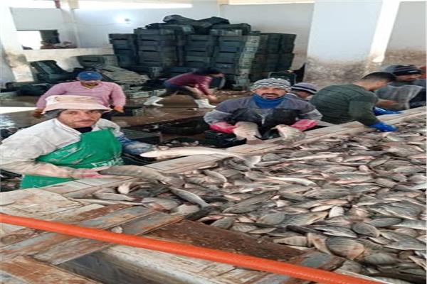 الإنتاج بمزرعة الزاوية بكفر الشيخ