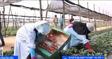 متحدث الزراعة: مصر الأولى عالميا في تصدير الفراولة المجمدة بنمو 82%