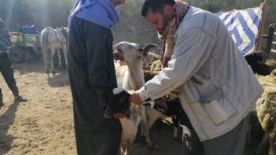 تحصين 200 ألف رأس ماشية ضد الحمى القلاعية بالغربية