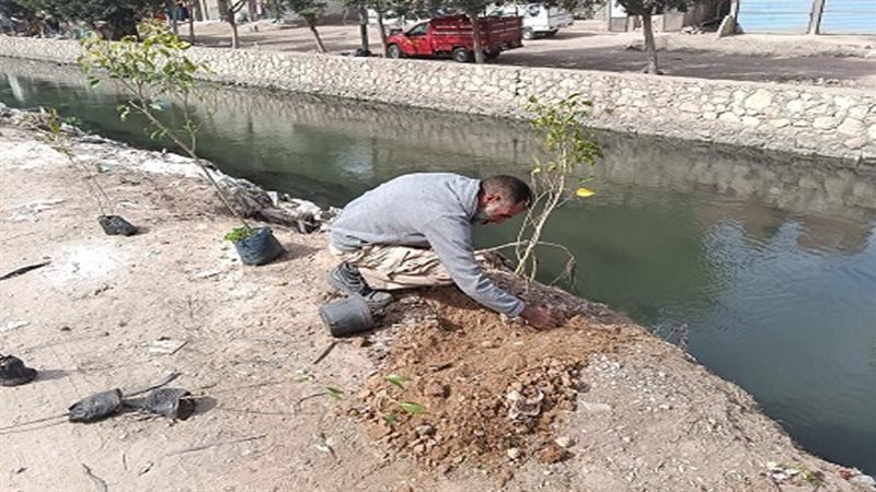 زراعة 10 آلاف شجرة بالبحيرة ضمن المرحلة الرابعة من المبادرة الرئاسية