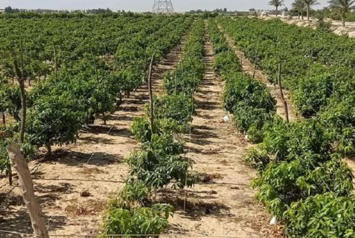 الزراعة: نتوسع في إنتاج المحاصيل الصحراوية تكيفا مع التغيرات المناخية