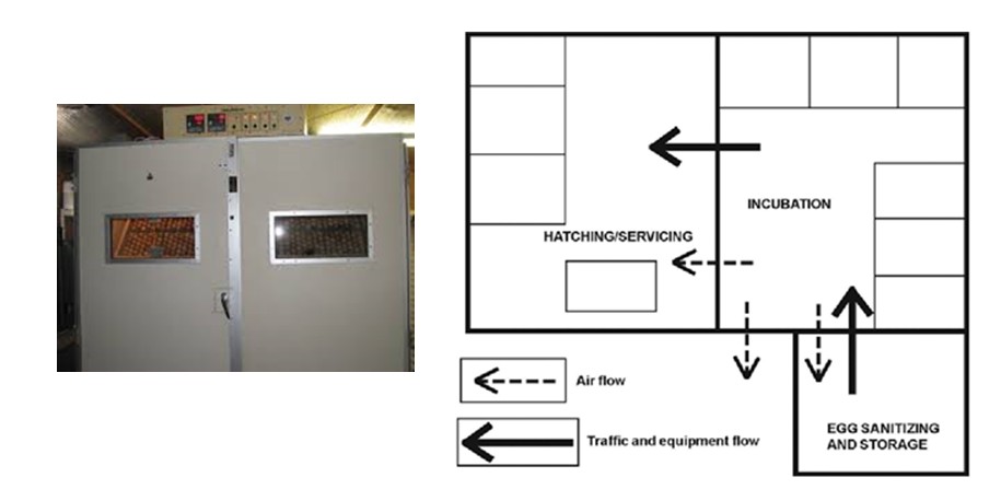 قواعد الأمان الحيوي
