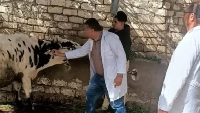 "بيطري المنيا": تحصين 63،977 رأس ماشية ضد الحمى القلاعية منذ بدء الحملات