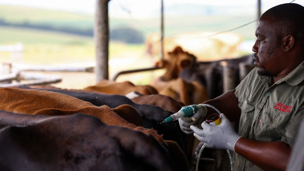 جنوب أفريقيا تتعرض لأشد تفشٍ لمرض الحمى القلاعية في تاريخها