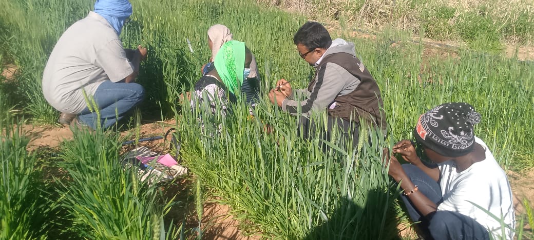 أكساد تتابع توطين زراعة القمح في موريتانيا وتنفيذ برنامج تربية وطني لاستنباط سلالات محسنة