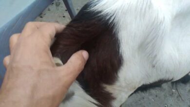 علامات قرب ولادة الماعز بالصور