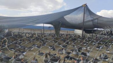 الزراعة: إنتاج مليار و600 مليون طائر و16 مليار بيضة في عام