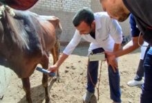 قوافل بيطرية علاجية مجانية