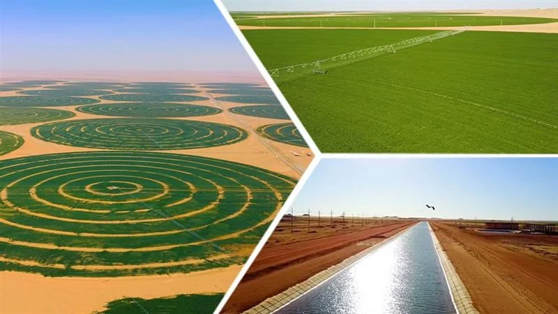 "الزراعة": المشروعات القومية الزراعية حققت اكتفاء ذاتيا من محاصيل غذائية الاستراتيجية