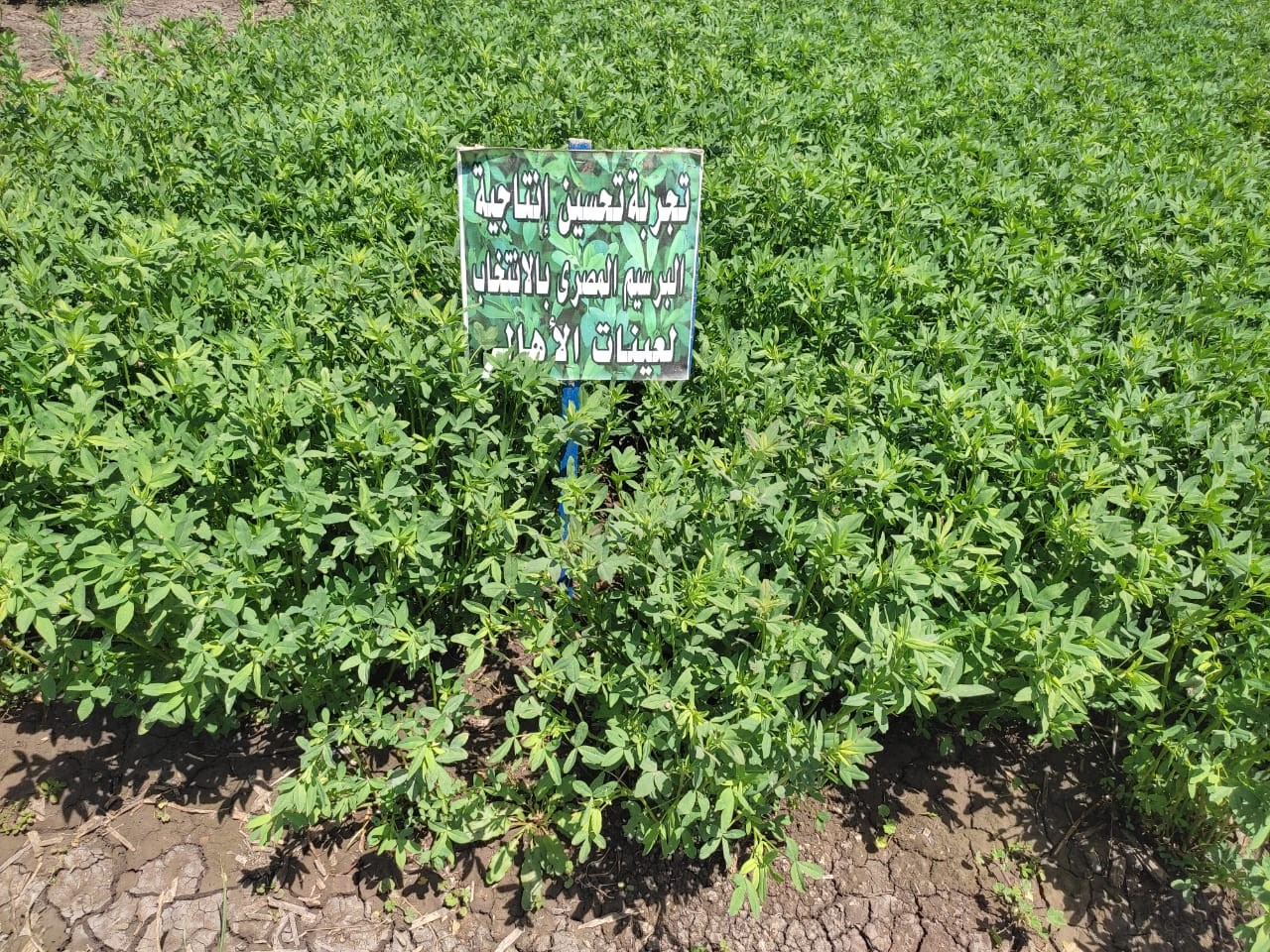 زراعة أصناف عالية الإنتاجية من البرسيم المصري